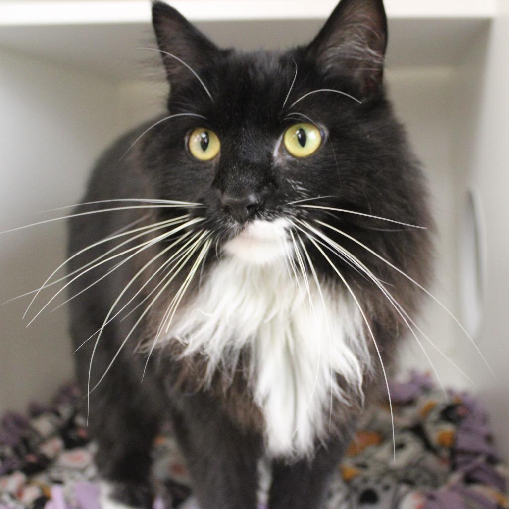 Butterball, a Adoptable Domestic Long Hair in Champaign, IL image 4/5