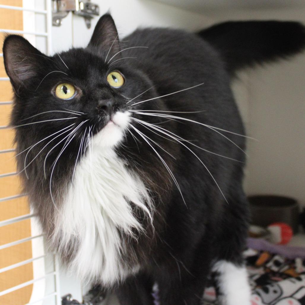 Butterball, a Adoptable Domestic Long Hair in Champaign, IL image 5/5