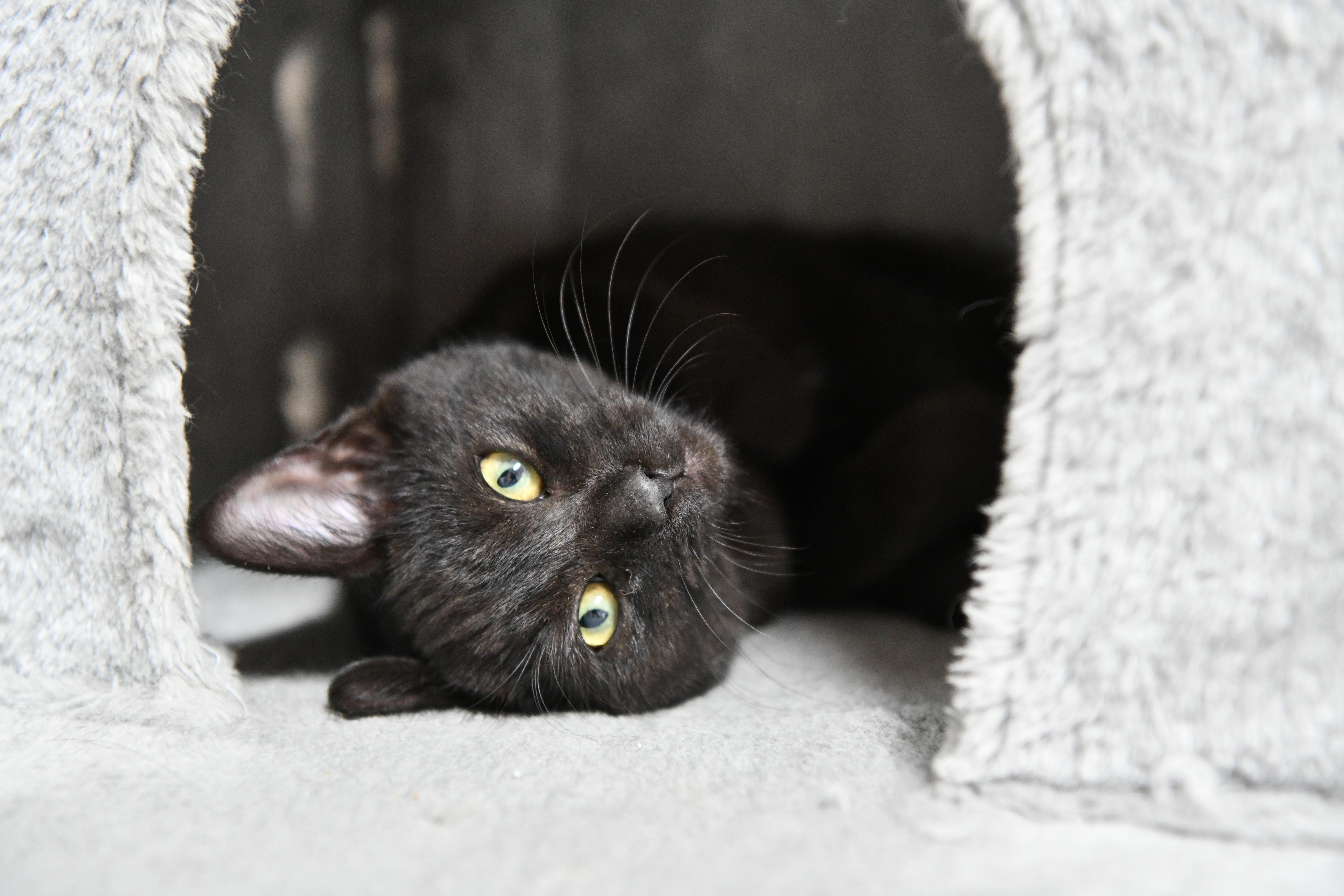 Enlarge Lucy, a ADOPTABLE Domestic Short Hair in Fairhope, AL image 1/1