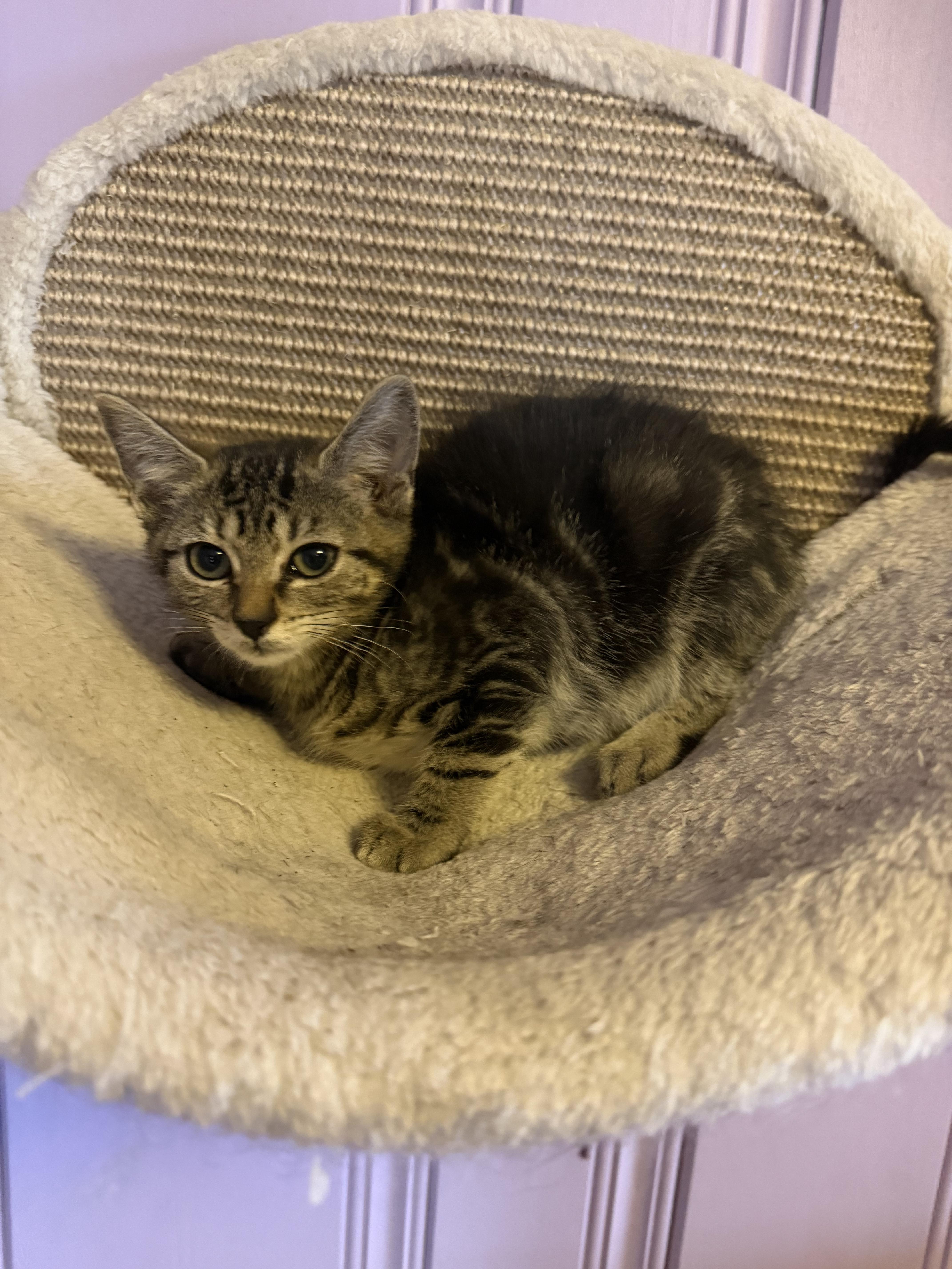 Edgar Allan Poe, a ADOPTABLE Domestic Short Hair in West Pittston, PA image 3/4