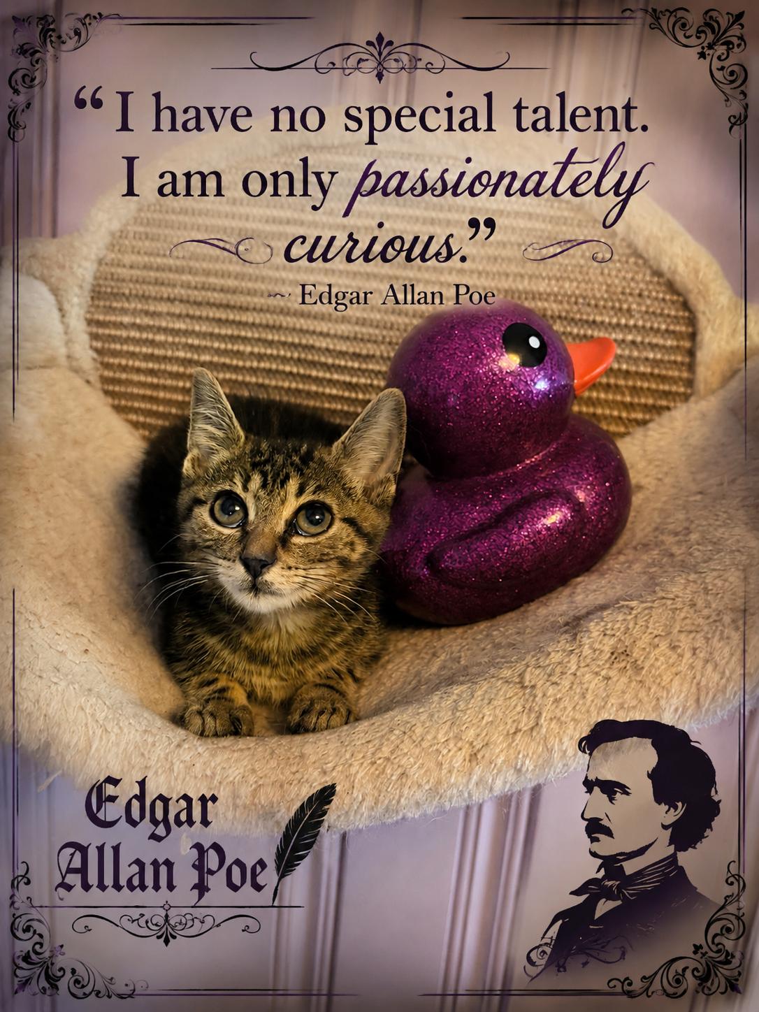 Edgar Allan Poe, ADOPTABLE, Young Male Domestic Short Hair.