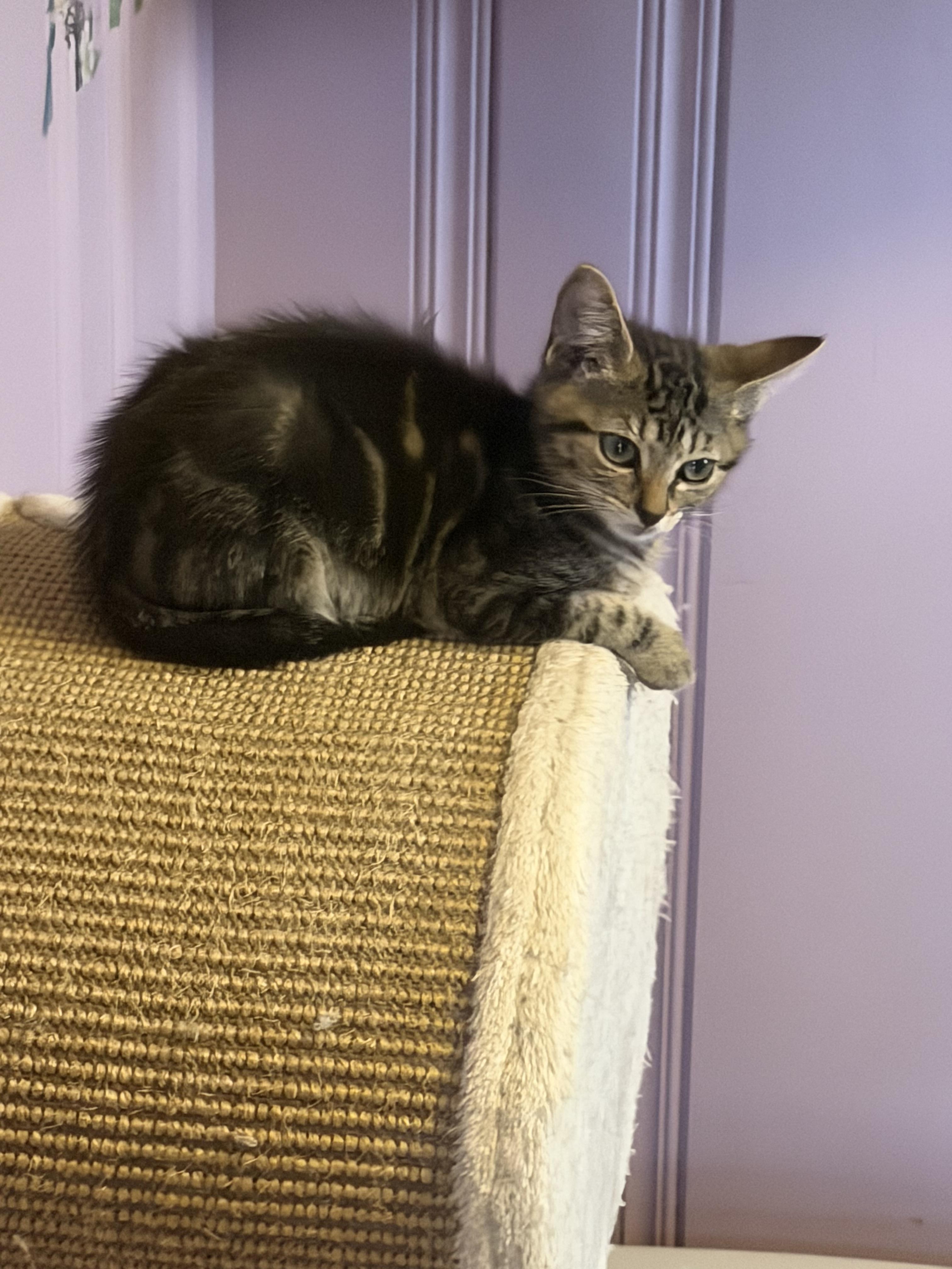 Edgar Allan Poe, a ADOPTABLE Domestic Short Hair in West Pittston, PA image 2/4