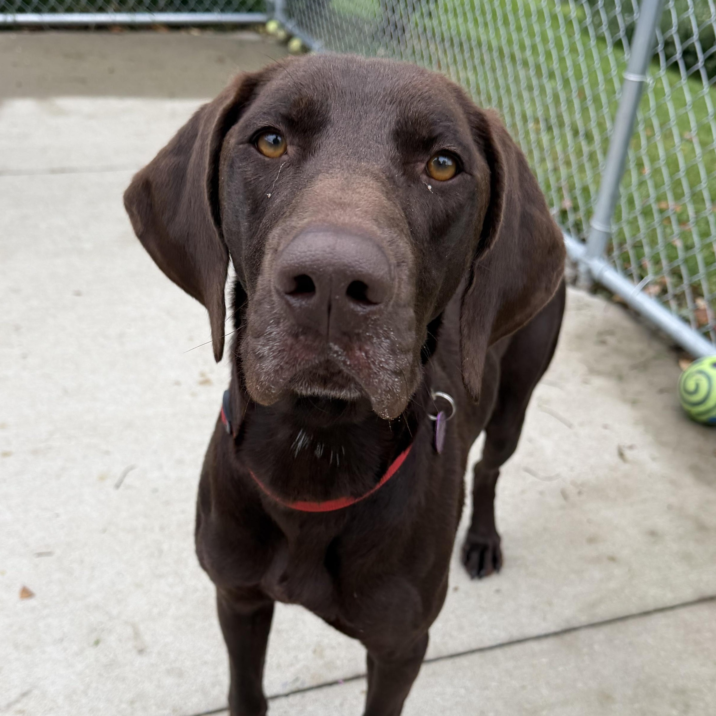 Bocephus, Adoptable, Young Male Chocolate Labrador Retriever.