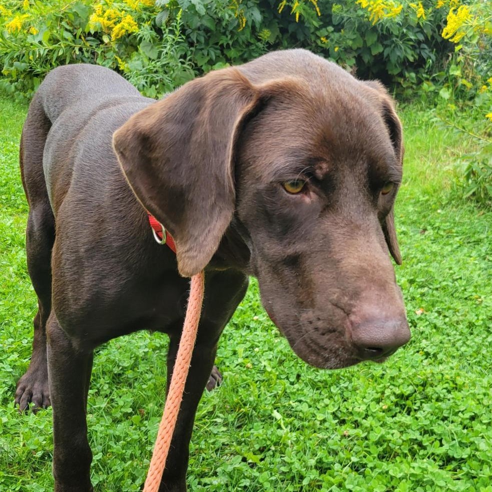 Enlarge Bocephus, an adoptable mixed breed in Cooperstown, NY image 2/3