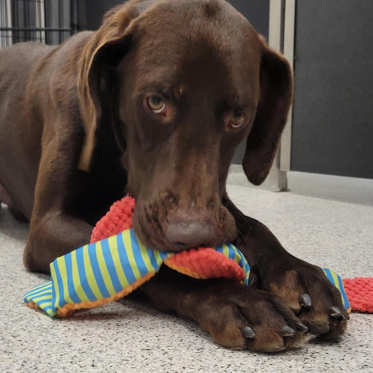 Enlarge Bocephus, an adoptable mixed breed in Cooperstown, NY image 3/3