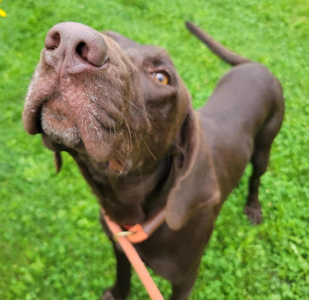Bocephus, adoptable, Young Male Chocolate Labrador Retriever.