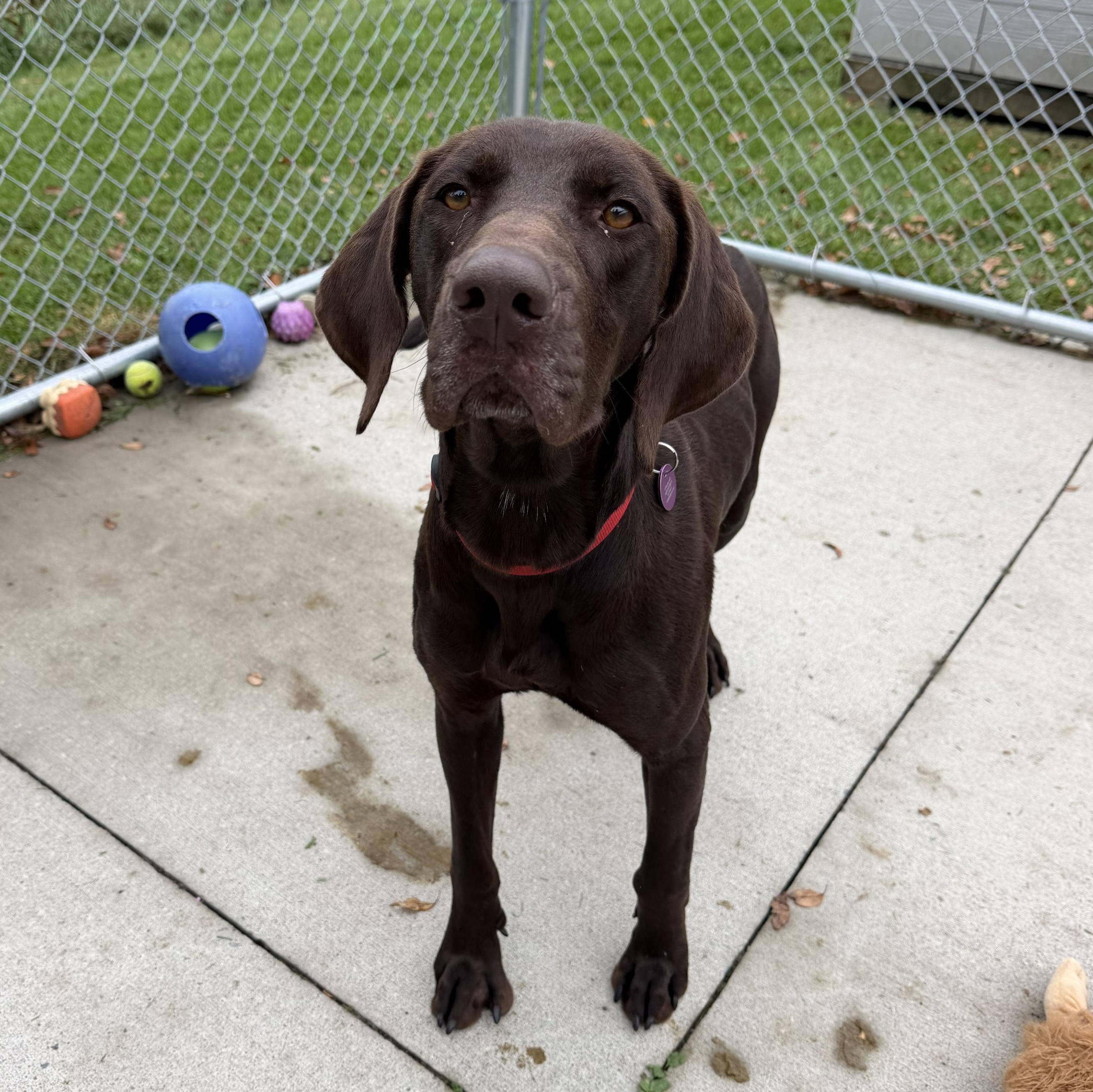 Enlarge Bocephus, a Adoptable mixed breed in Cooperstown, NY image 3/5