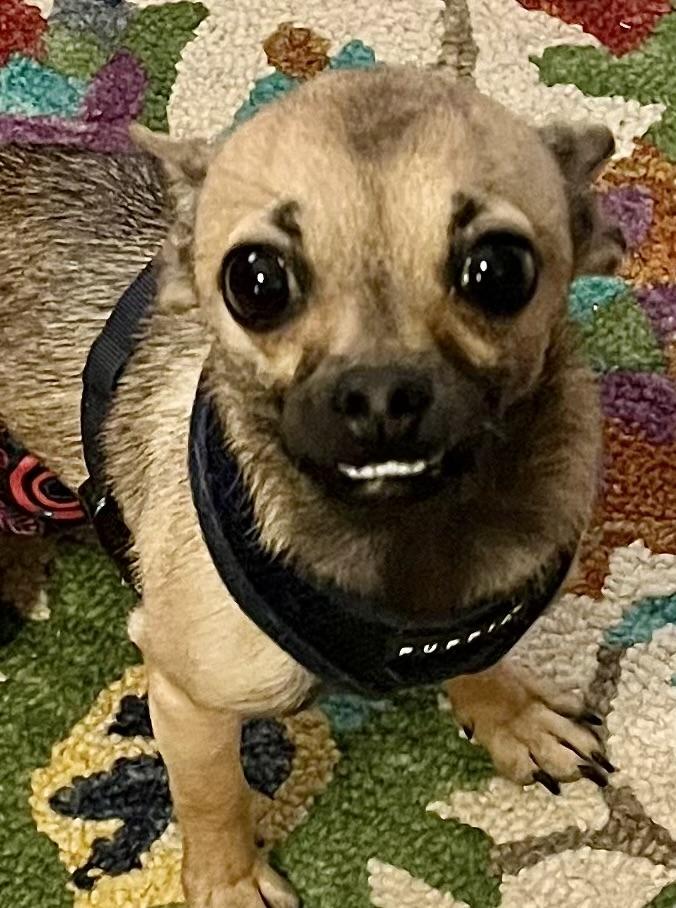 Enlarge Jax, a ADOPTABLE Chihuahua in Orlando, FL image 4/4