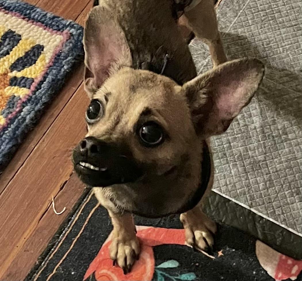 Enlarge Jax, a ADOPTABLE Chihuahua in Orlando, FL image 3/4