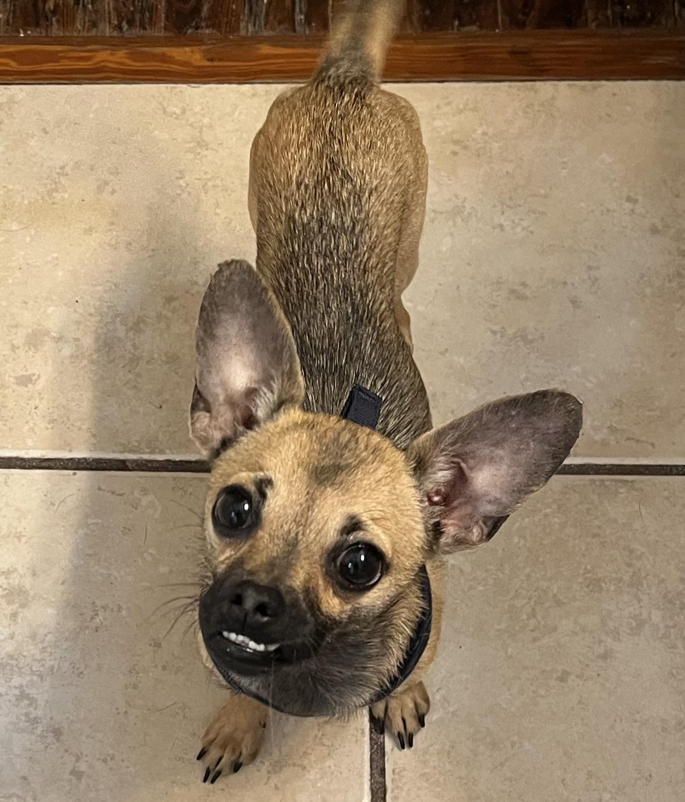 Enlarge Jax, a ADOPTABLE Chihuahua in Orlando, FL image 2/4