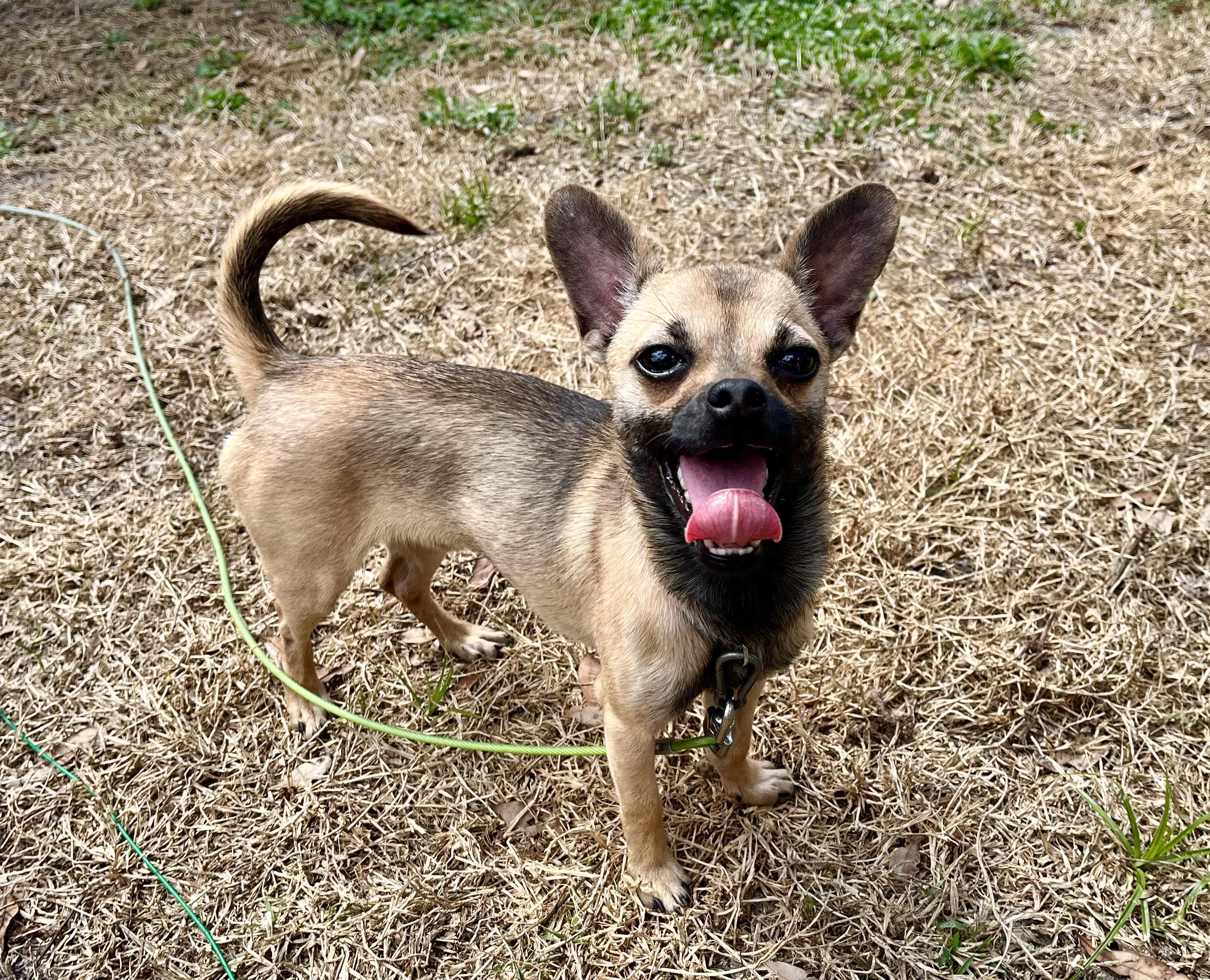 Jax, ADOPTABLE, Adult Male Chihuahua.