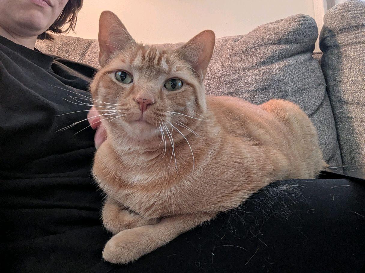 Enlarge Riggs, a Adoptable Tabby in Stanley, NC image 6/6