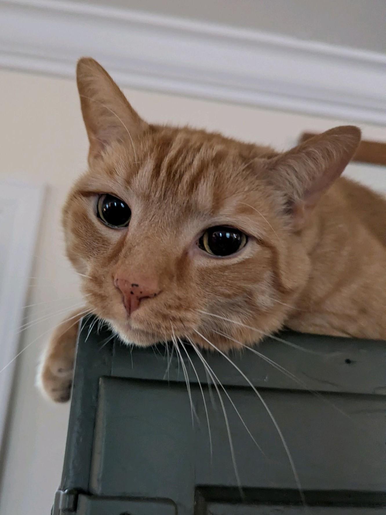 Riggs, Adoptable, Adult Male Tabby.