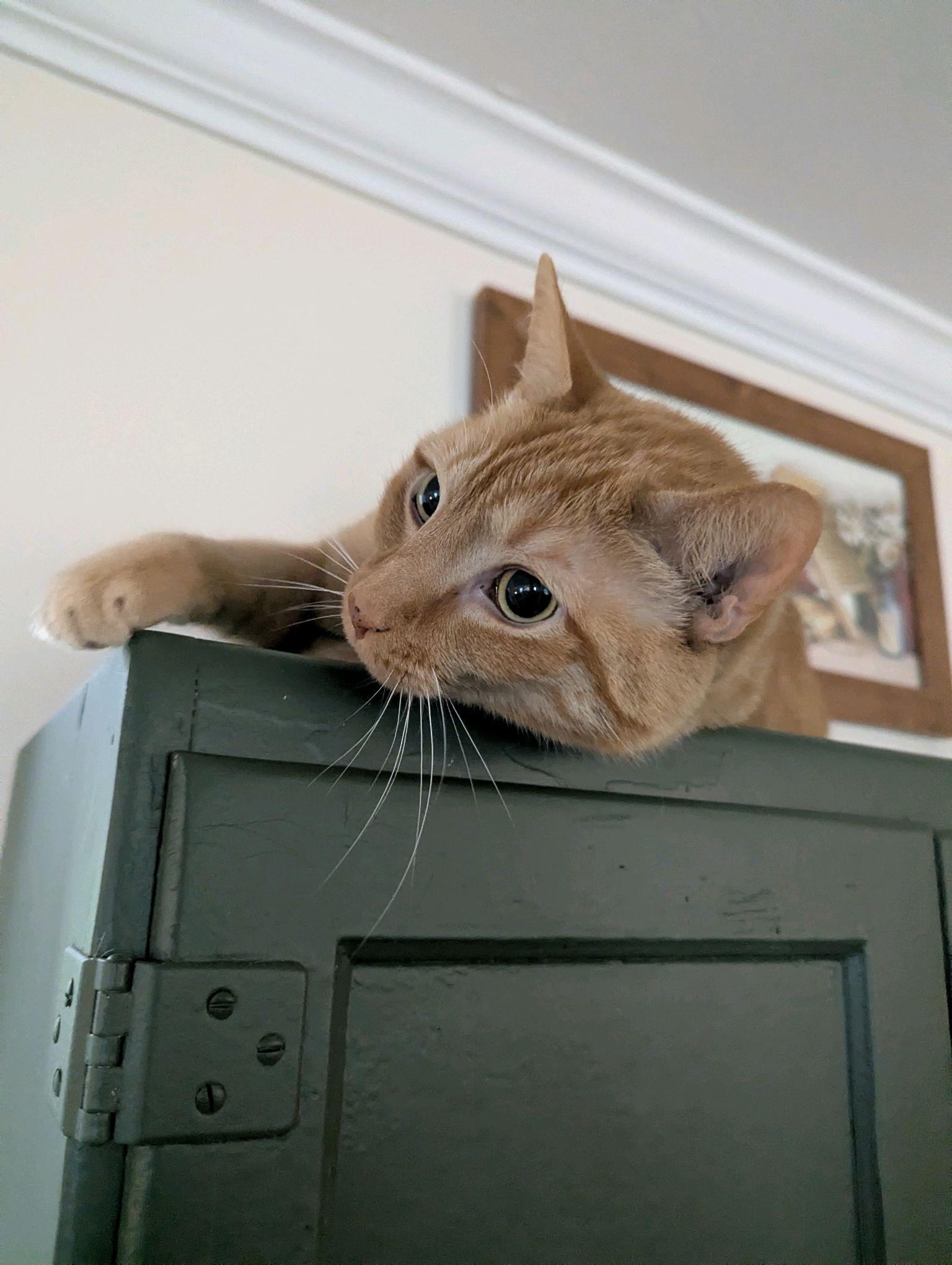 Enlarge Riggs, a Adoptable Tabby in Stanley, NC image 4/6