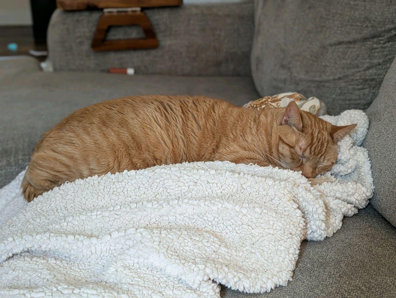 Enlarge Riggs, a Adoptable Tabby in Stanley, NC image 3/6
