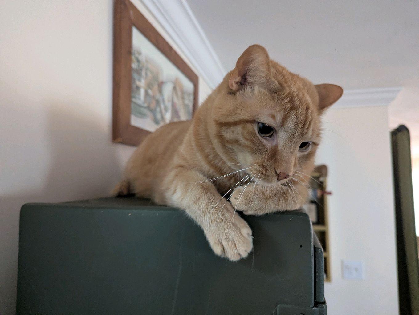 Enlarge Riggs, a Adoptable Tabby in Stanley, NC image 2/6
