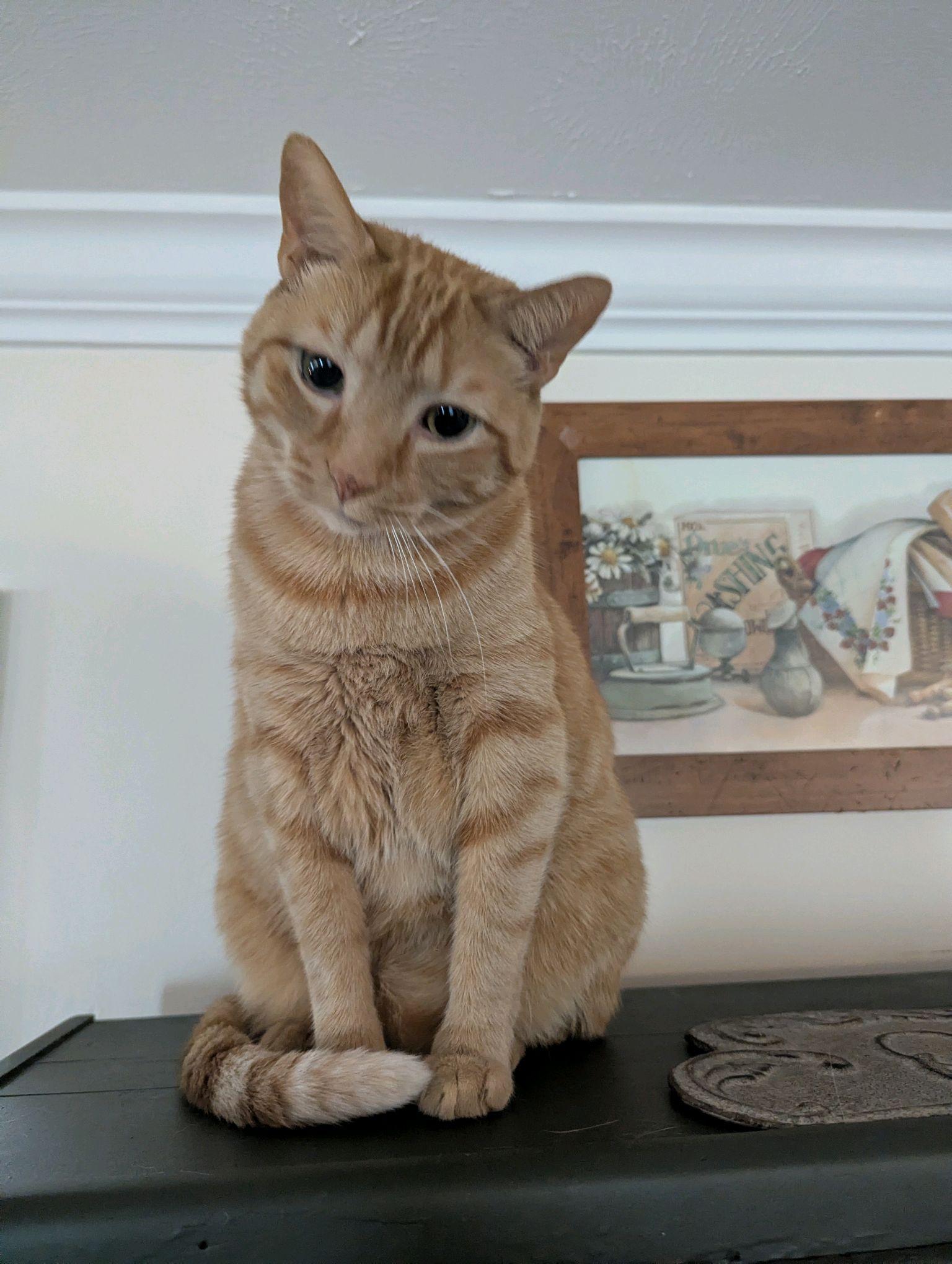 Enlarge Riggs, a Adoptable Tabby in Stanley, NC image 5/6