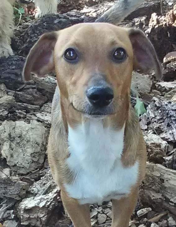 Oliver, a Adopted mixed breed in Beaumont, TX image 1/8