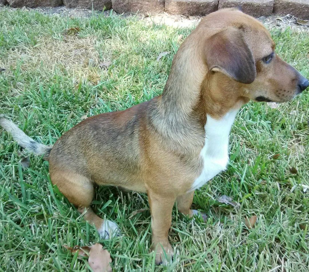 Oliver, a Adopted mixed breed in Beaumont, TX image 2/8