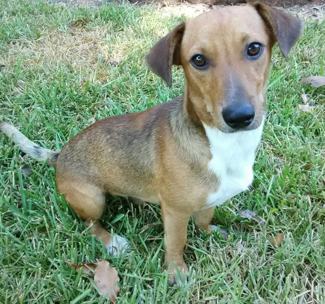 Oliver, a Adopted mixed breed in Beaumont, TX image 3/8
