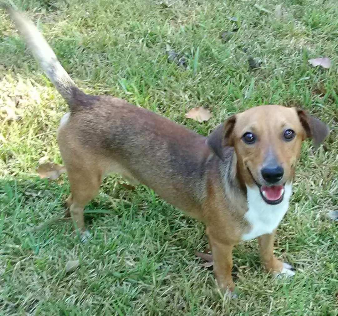 Oliver, a Adopted mixed breed in Beaumont, TX image 4/8
