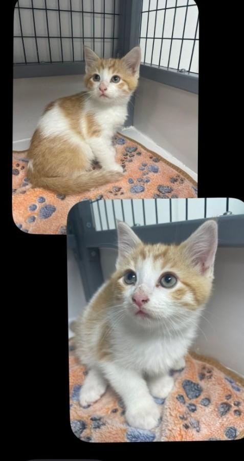Jack, adopted, Kitten Male Domestic Short Hair.