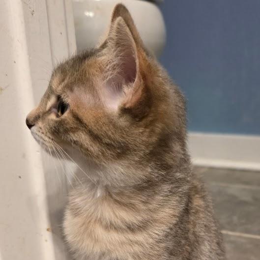 Enlarge Mourning Dove, a Adoptable Domestic Short Hair in Richmond, VA image 3/5