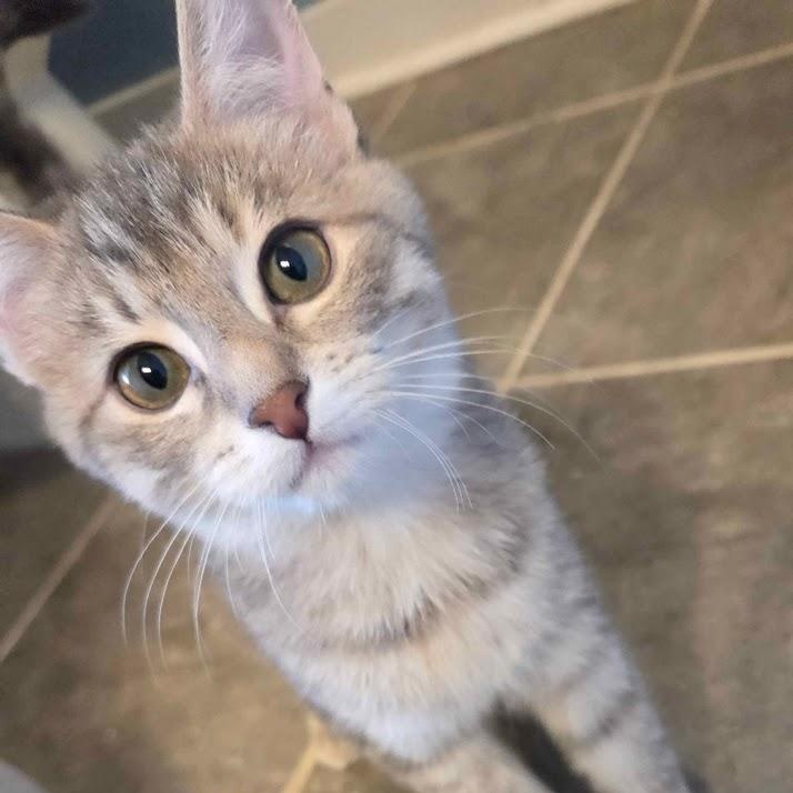 Enlarge Mourning Dove, a Adoptable Domestic Short Hair in Richmond, VA image 5/5