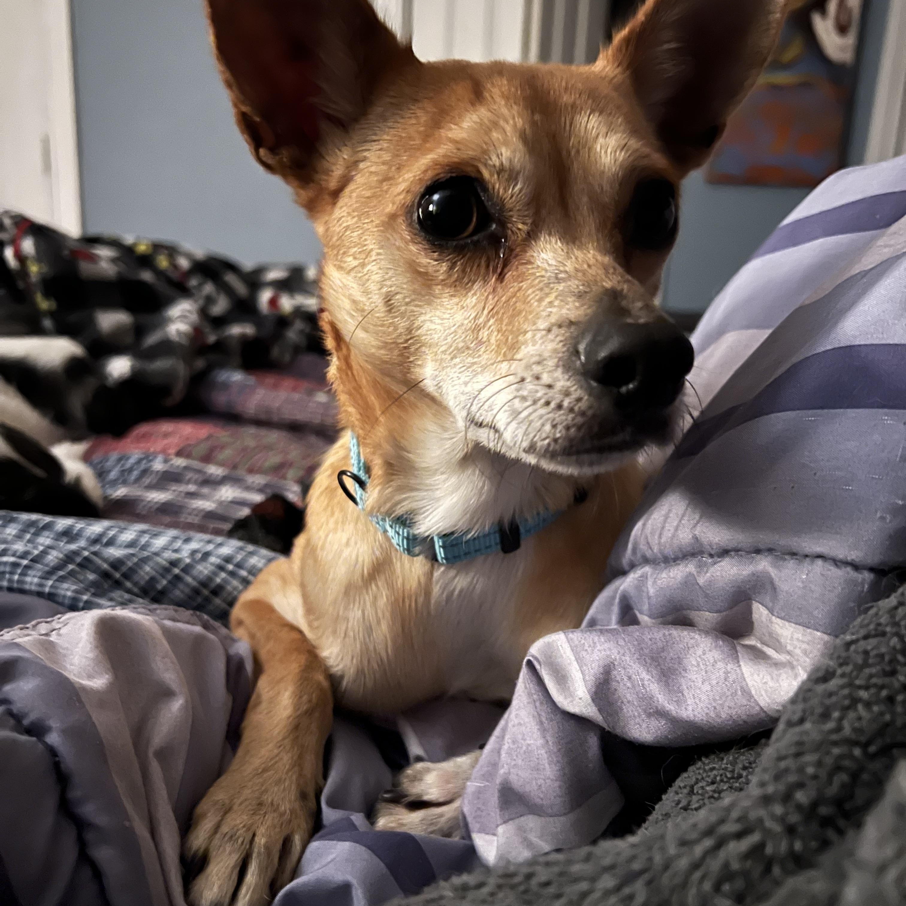 Bill in NH! Come Meet our Adoptable Dogs Wednesday-Saturday. More info in Bio!, ADOPTABLE, Adult Male Chihuahua.