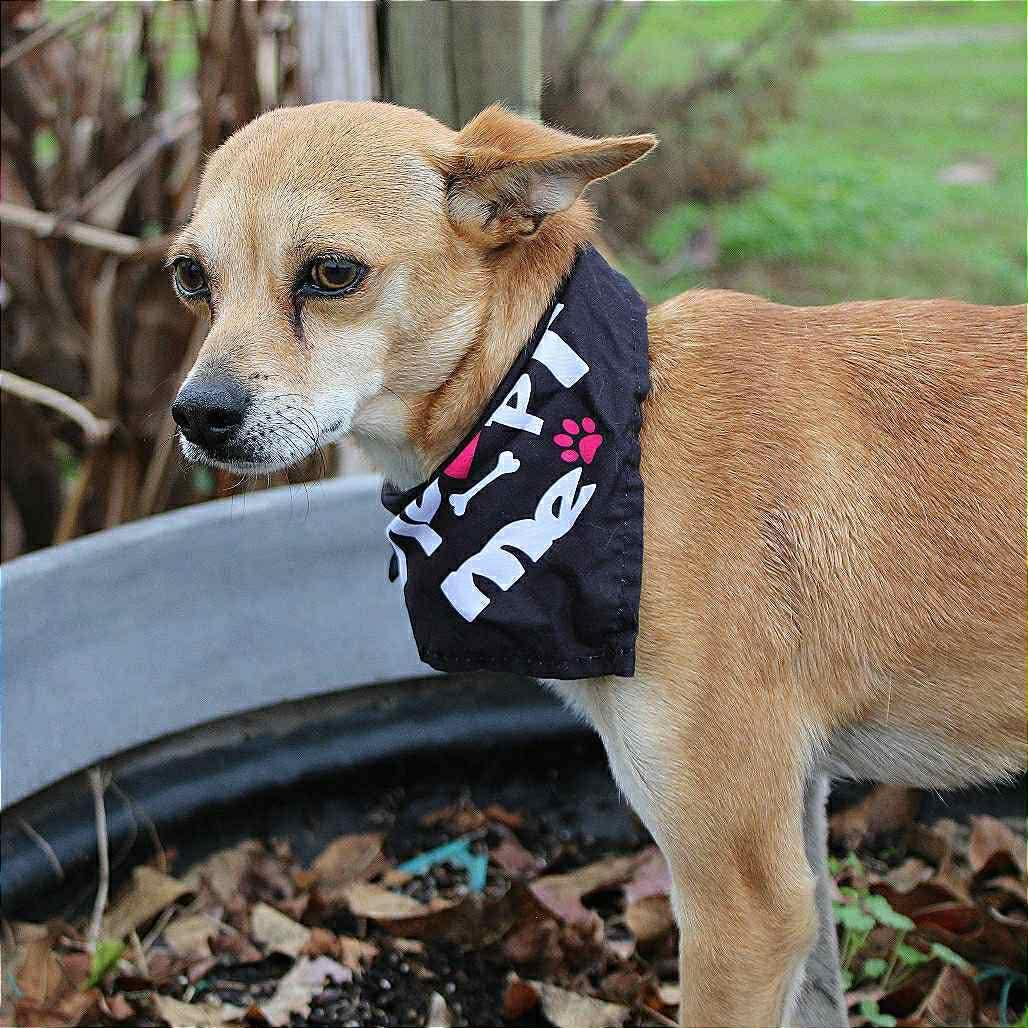 Bill in NH! Come Meet our Adoptable Dogs Wednesday-Saturday. More info in Bio!, ADOPTABLE, Adult Male Chihuahua.