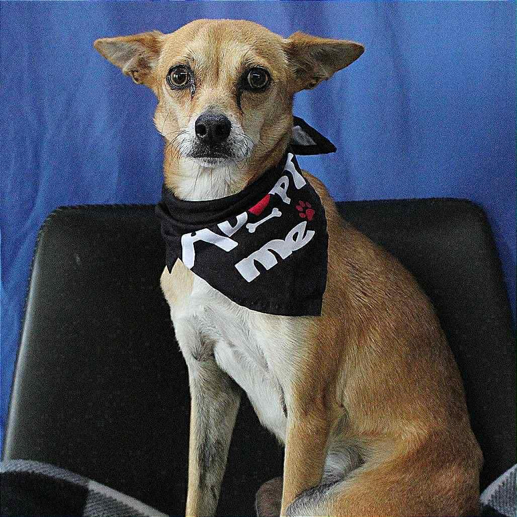 Bill in NH! Come Meet our Adoptable Dogs Wednesday-Saturday. More info in Bio!, a ADOPTABLE mixed breed in Manchester, NH image 2/5