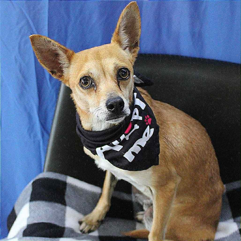 Bill in NH! Come Meet our Adoptable Dogs Wednesday-Saturday. More info in Bio!, a ADOPTABLE mixed breed in Manchester, NH image 3/5