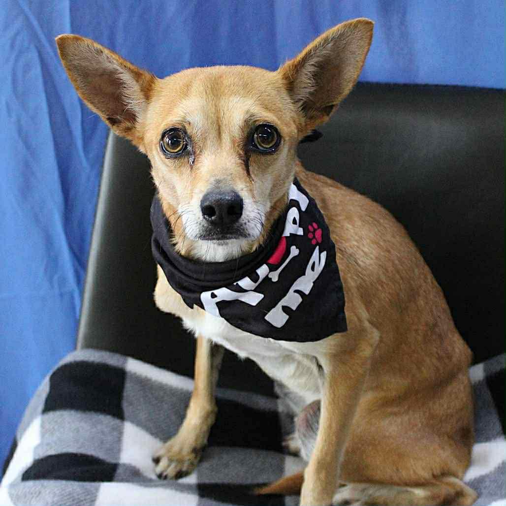 Bill in NH! Come Meet our Adoptable Dogs Wednesday-Saturday. More info in Bio!, a ADOPTABLE mixed breed in Manchester, NH image 4/5