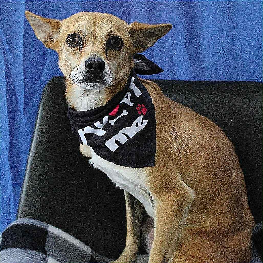 Bill in NH! Come Meet our Adoptable Dogs Wednesday-Saturday. More info in Bio!, a ADOPTABLE mixed breed in Manchester, NH image 5/5