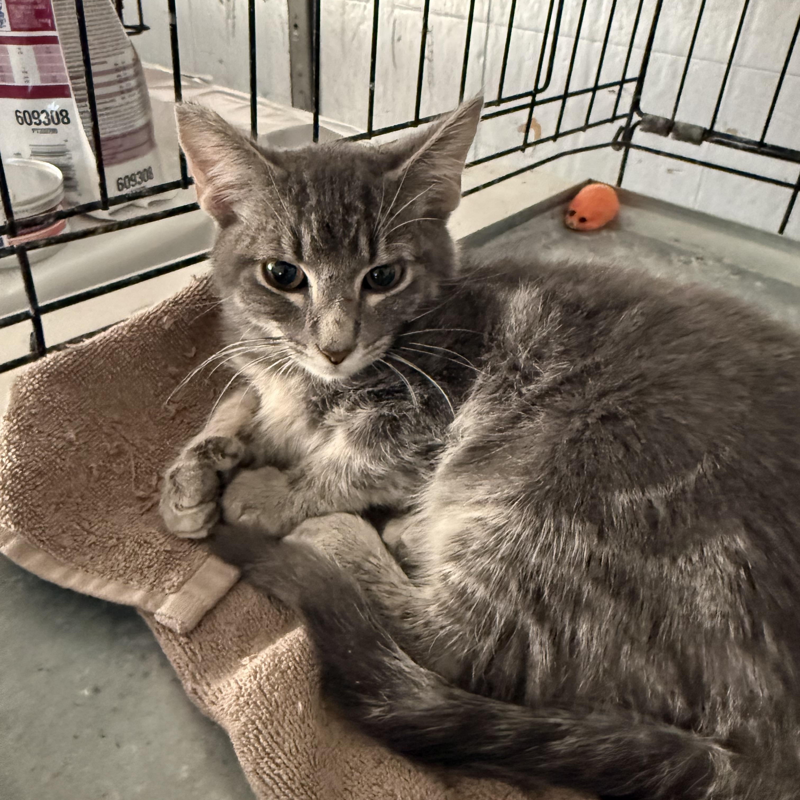 Bad, adopted, Kitten Male Tabby & Bengal.