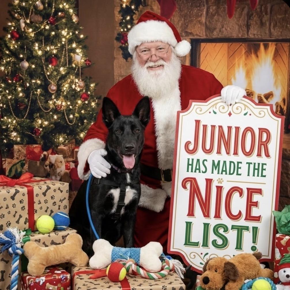 Junior, Adoptable, Young Male Australian Cattle Dog / Blue Heeler & Shepherd.