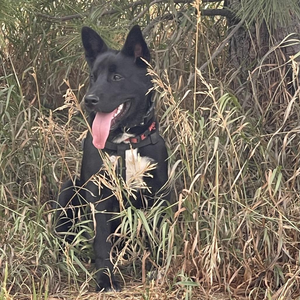 Enlarge Junior, a Adoptable mixed breed in Spokane, WA image 2/5