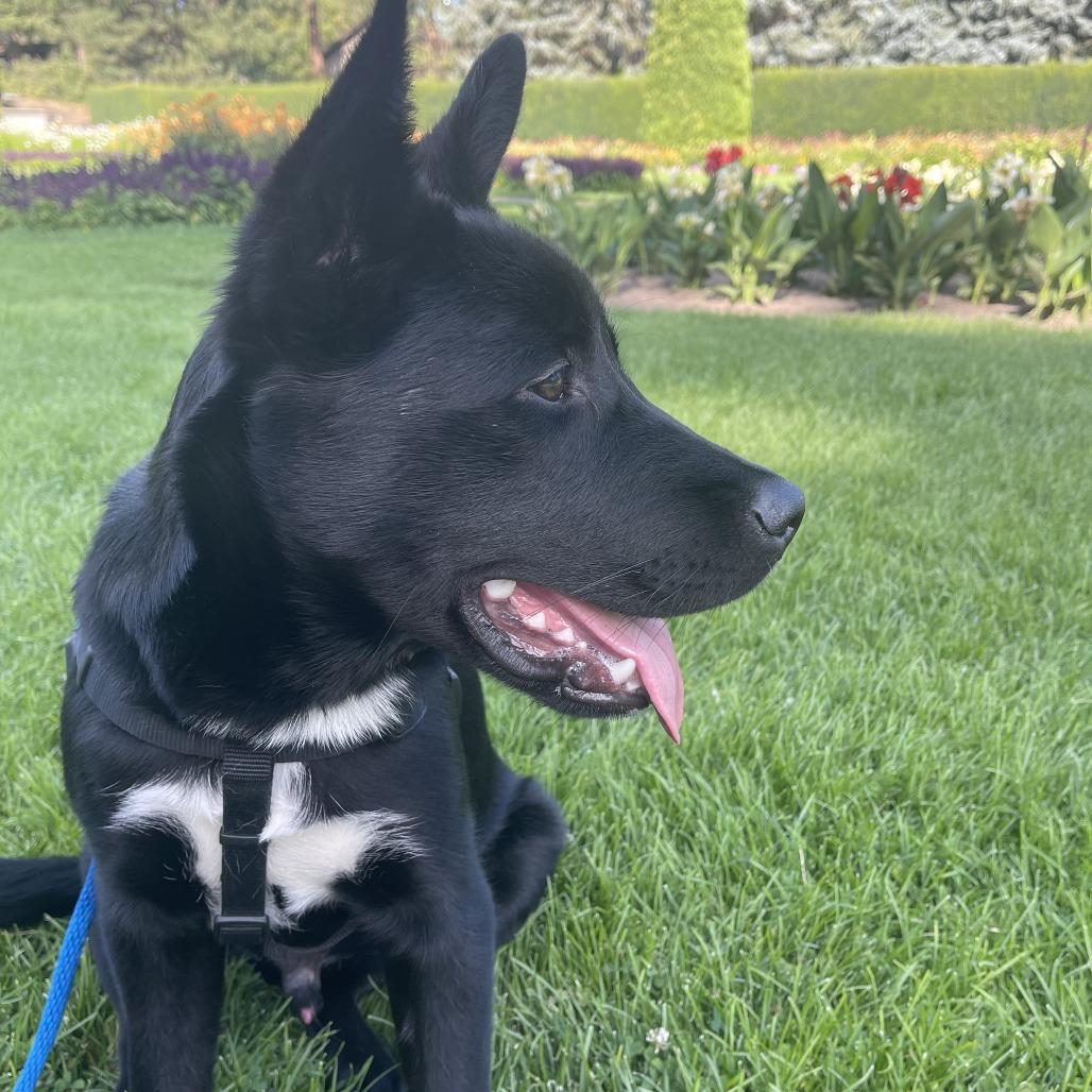 Enlarge Junior, a Adoptable mixed breed in Spokane, WA image 3/5