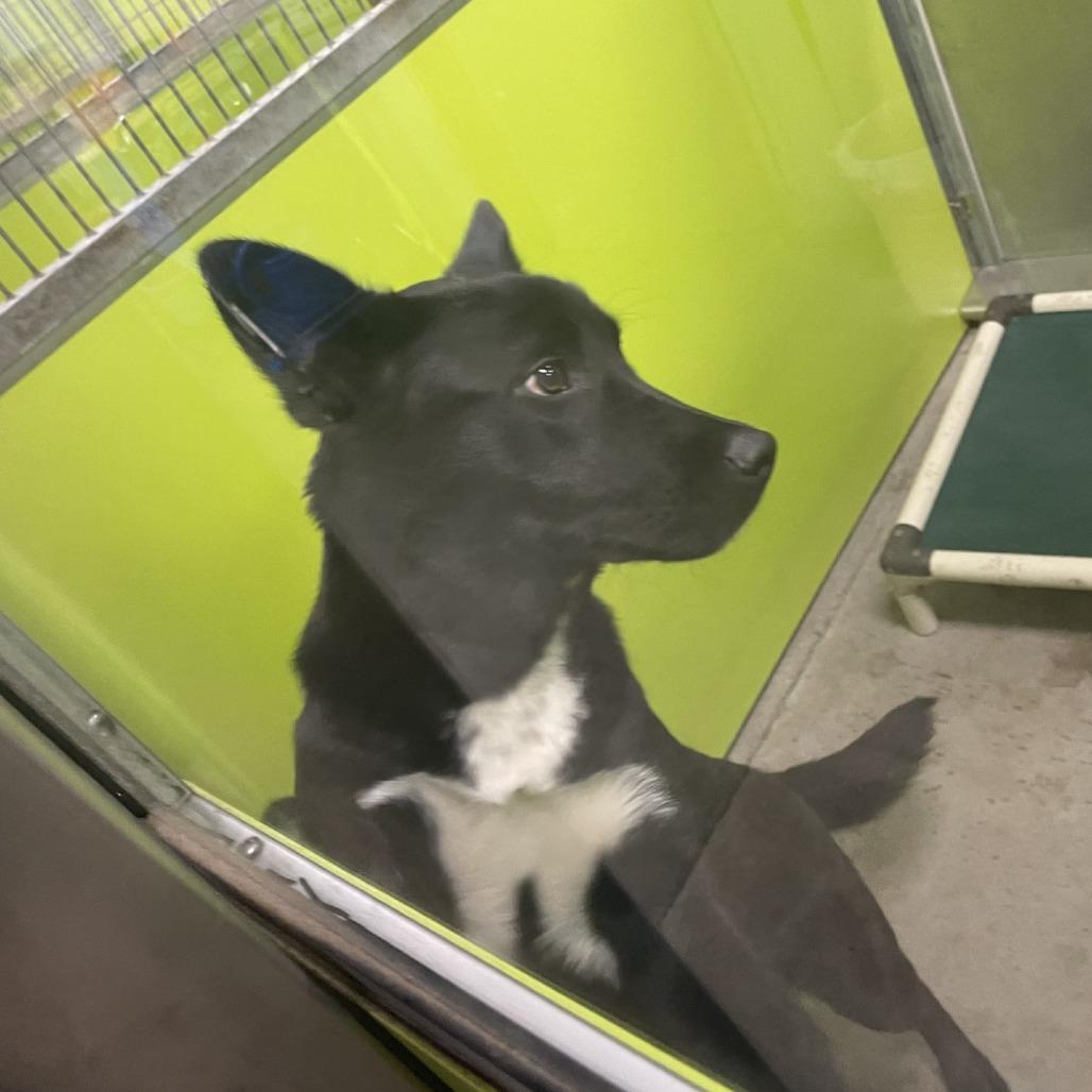 Enlarge Junior, a Adoptable mixed breed in Spokane, WA image 5/5