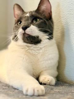 Enlarge Lavender, a Adoptable Domestic Short Hair in Winter Haven, FL image 2/6