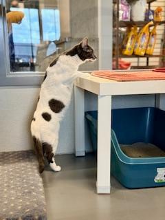 Enlarge Lavender, a Adoptable Domestic Short Hair in Winter Haven, FL image 5/6