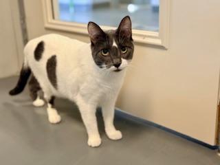 Lavender, Adoptable, Adult Female Domestic Short Hair.