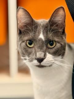 Enlarge Lavender, a Adoptable Domestic Short Hair in Winter Haven, FL image 1/6