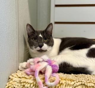 Lavender, a Adoptable Domestic Short Hair in Winter Haven, FL image 1/4
