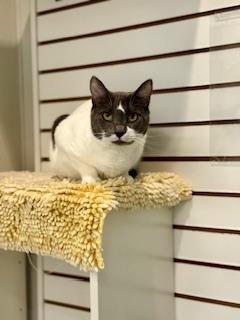 Lavender, a Adoptable Domestic Short Hair in Winter Haven, FL image 2/4