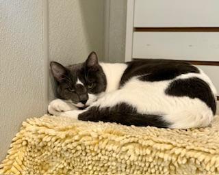 Lavender, a Adoptable Domestic Short Hair in Winter Haven, FL image 3/4