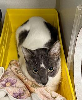 Lavender, Adoptable, Adult Female Domestic Short Hair.