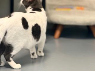 Enlarge Lavender, a Adoptable Domestic Short Hair in Winter Haven, FL image 3/6