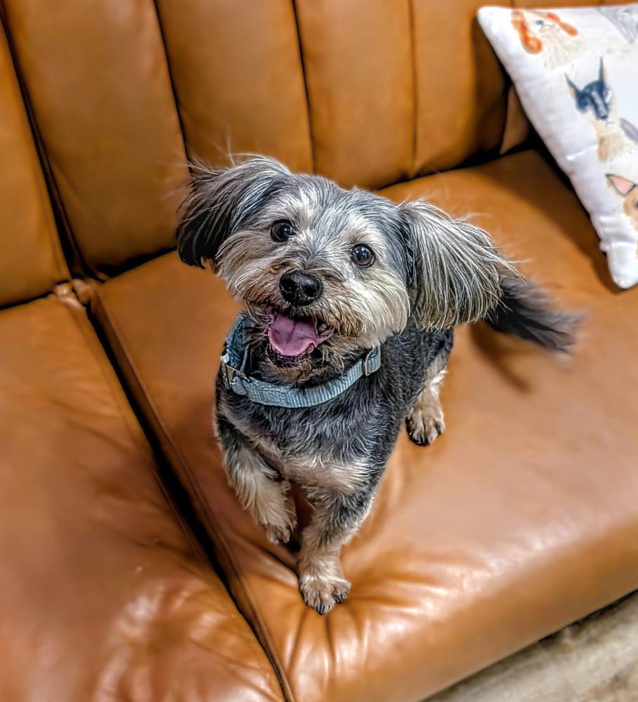 Louie, Adoptable, Adult Male Havanese & Poodle.