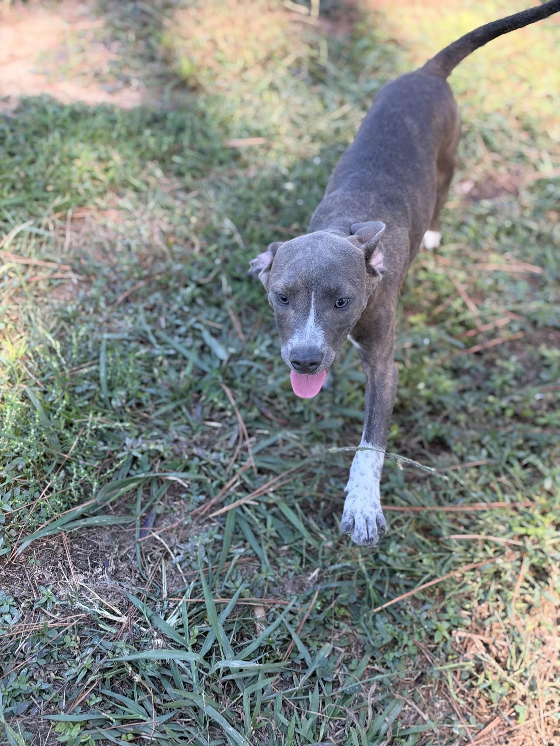 Enlarge Clovis, a Adoptable mixed breed in Pembroke, MA image 2/3